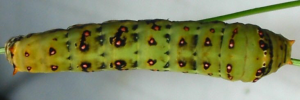 Final Larvae Top of Chequered Swallowtail - Papilio demoleus sthenelus